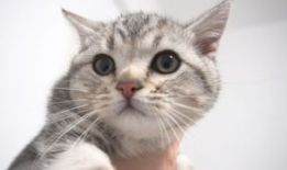 猫叫视频,揭秘猫叫声背后的秘密